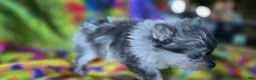 Pomeranian dogs for sale: Xavier Teacup  - Ad 9