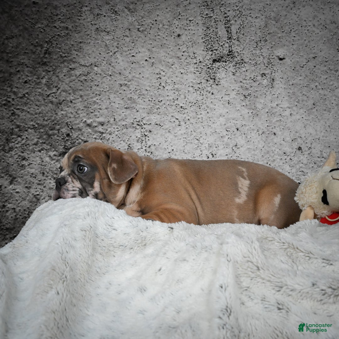 French Bulldog dogs for sale: Gus - Ad 7