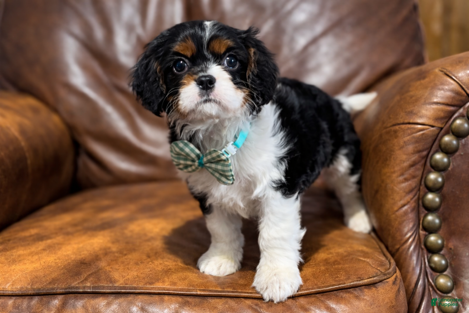 Cavalier King Charles Spaniel dogs Ziggy - Ad 34