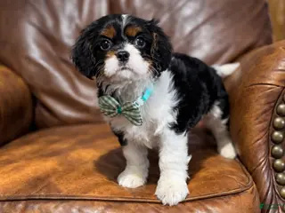 Cavalier King Charles Spaniel dogs Ziggy - Ad 34