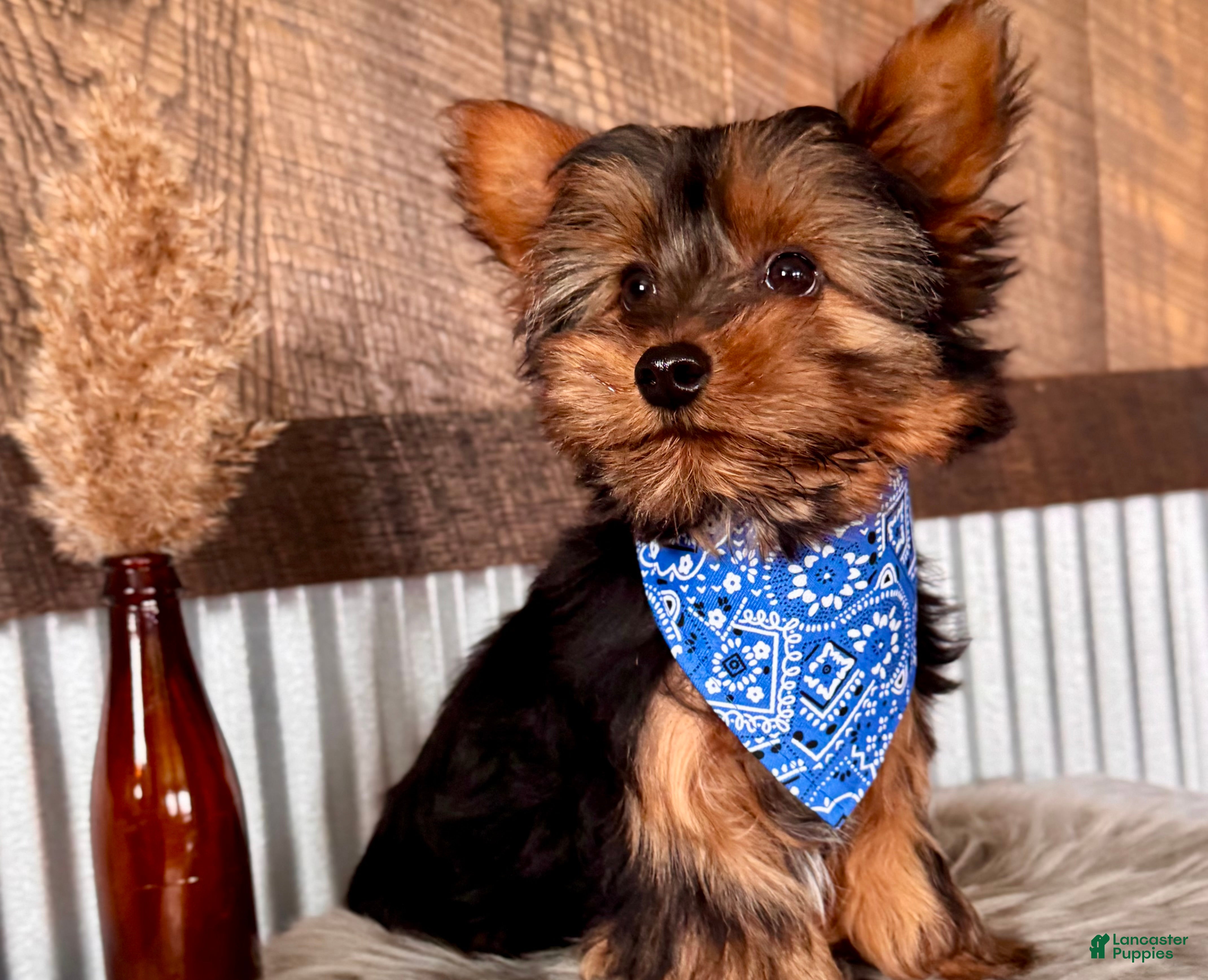 Yorkshire Terrier dogs Miles - Ad 1