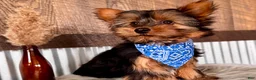 Yorkshire Terrier dogs for sale: Miles - Ad 1