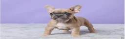 French Bulldog dogs for sale: Buttercup - Ad 5