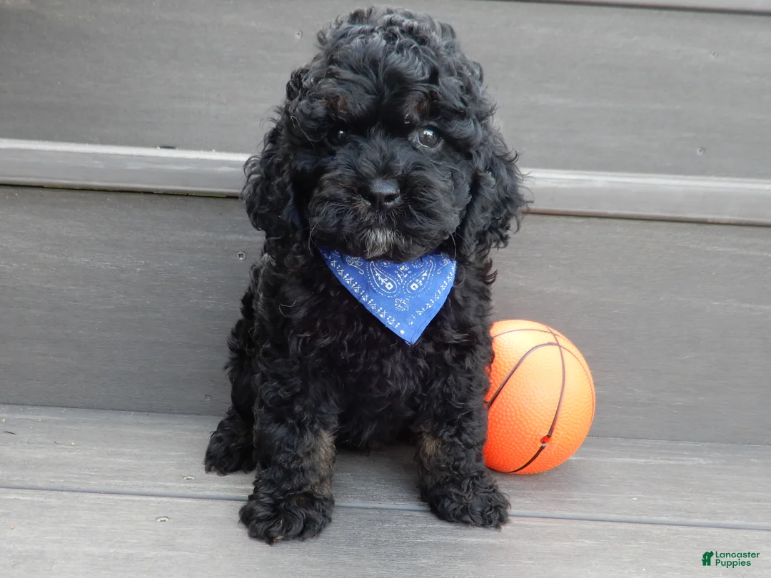 Cockapoo dogs for sale: Smokey - Ad 1