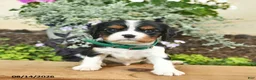 Cavalier King Charles Spaniel dogs for sale: Diamond  - Ad 1