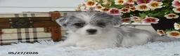 Mixed Breed dogs for sale: Marshall - Ad 2