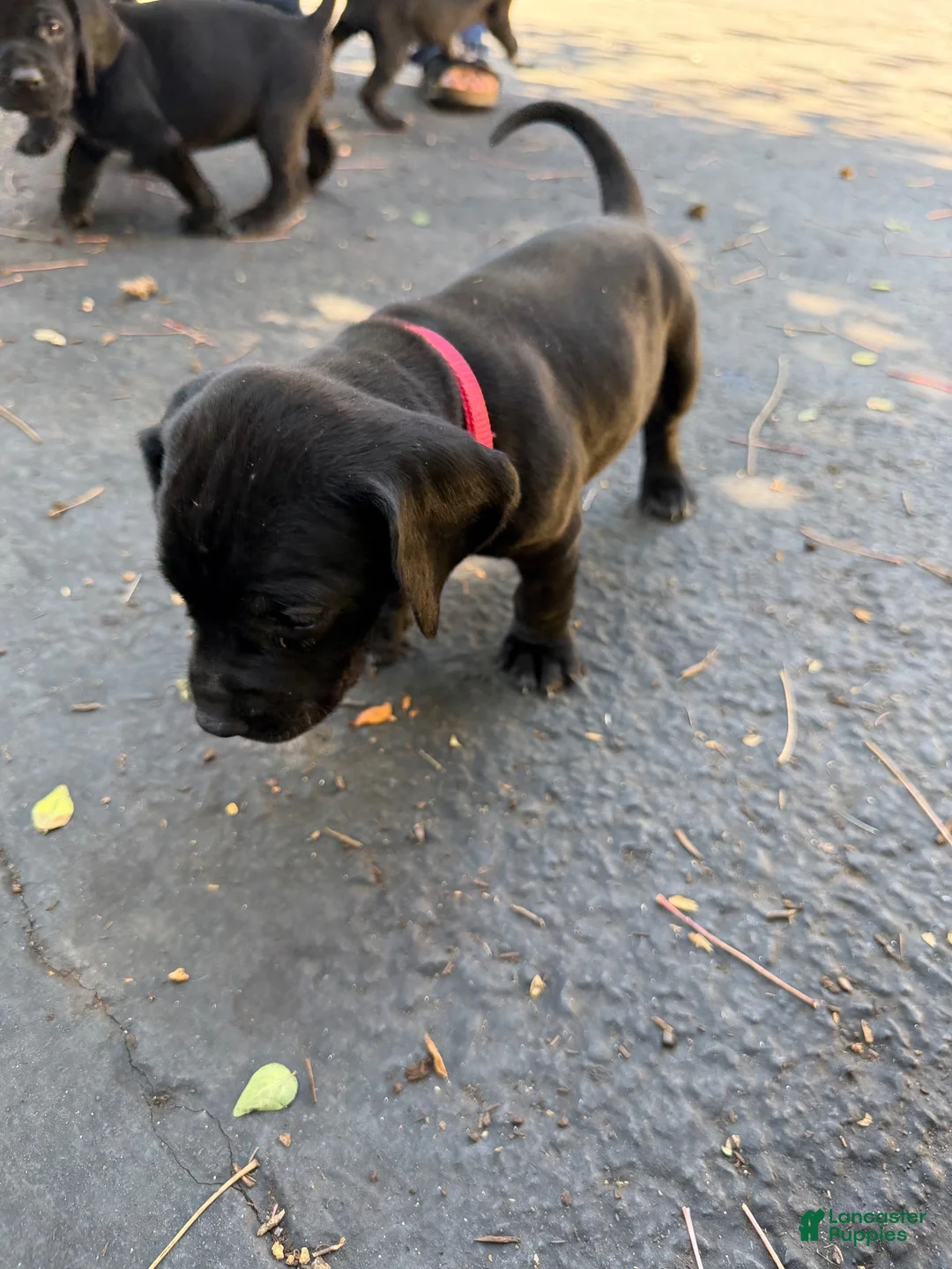 Mixed Breed dogs for sale: Red - Ad 2