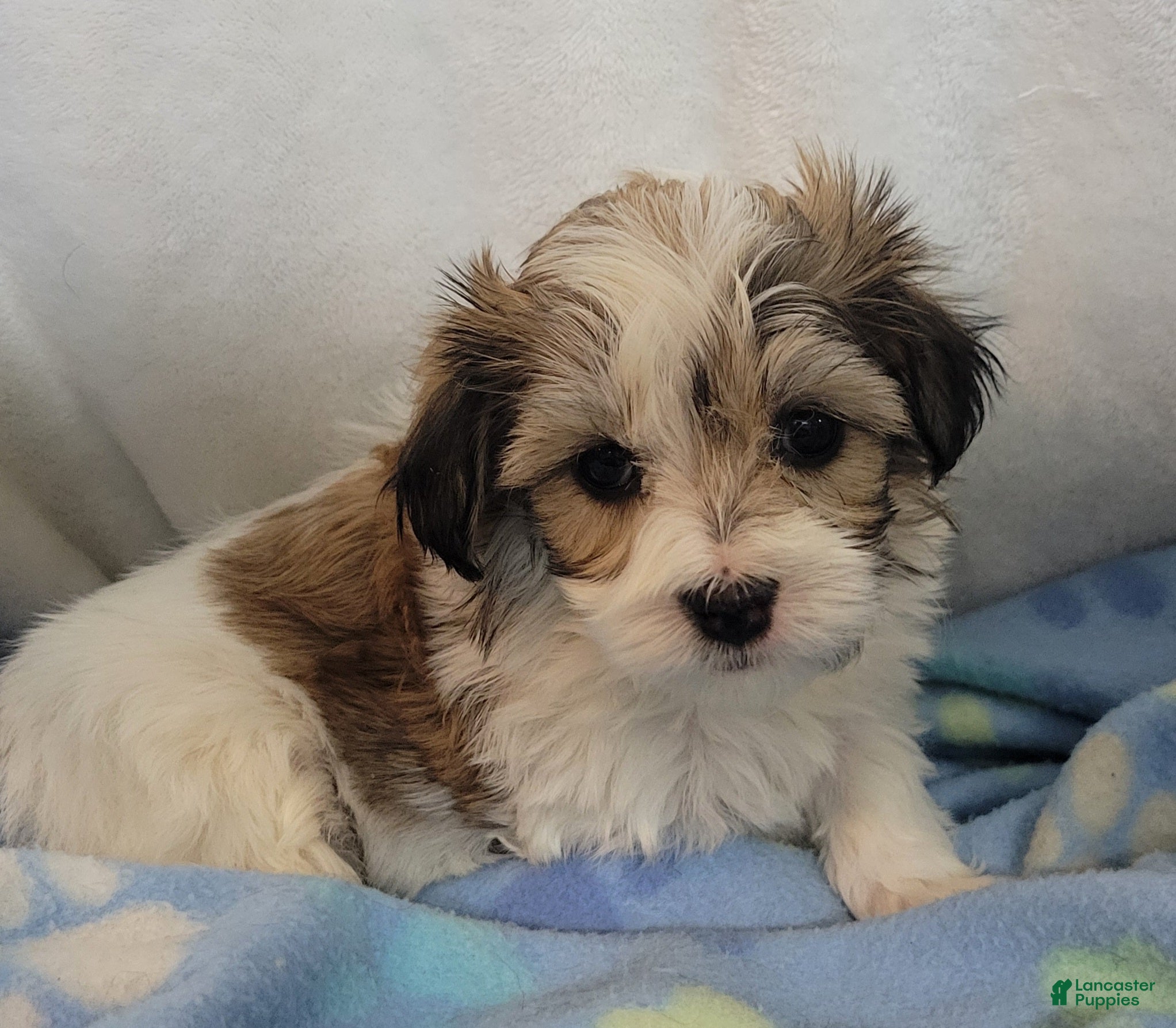 Mixed Breed dogs 2 clover - Ad 18