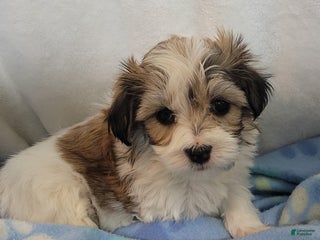 Mixed Breed dogs 2 clover - Ad 18