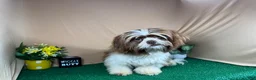 Shih Tzu dogs for sale: Shih Tzu 2 - Ad 3