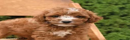 Miniature Poodle dogs for sale: Scout - Ad 3