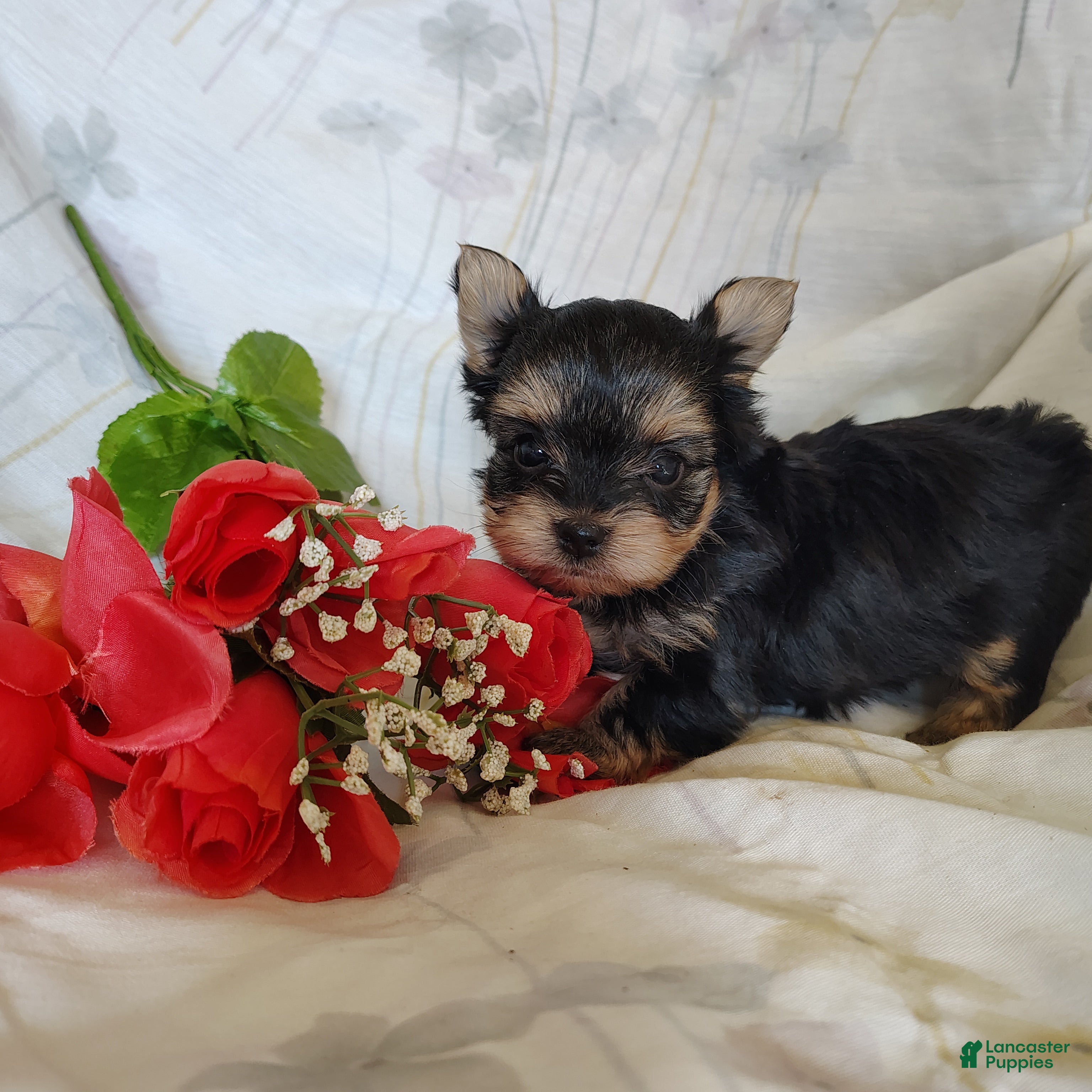 Yorkshire Terrier dogs Emma - Ad 1