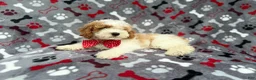 Cockapoo dogs for sale: Lucky - Ad 9