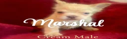 French Bulldog dogs for sale: Marshal  - Ad 7
