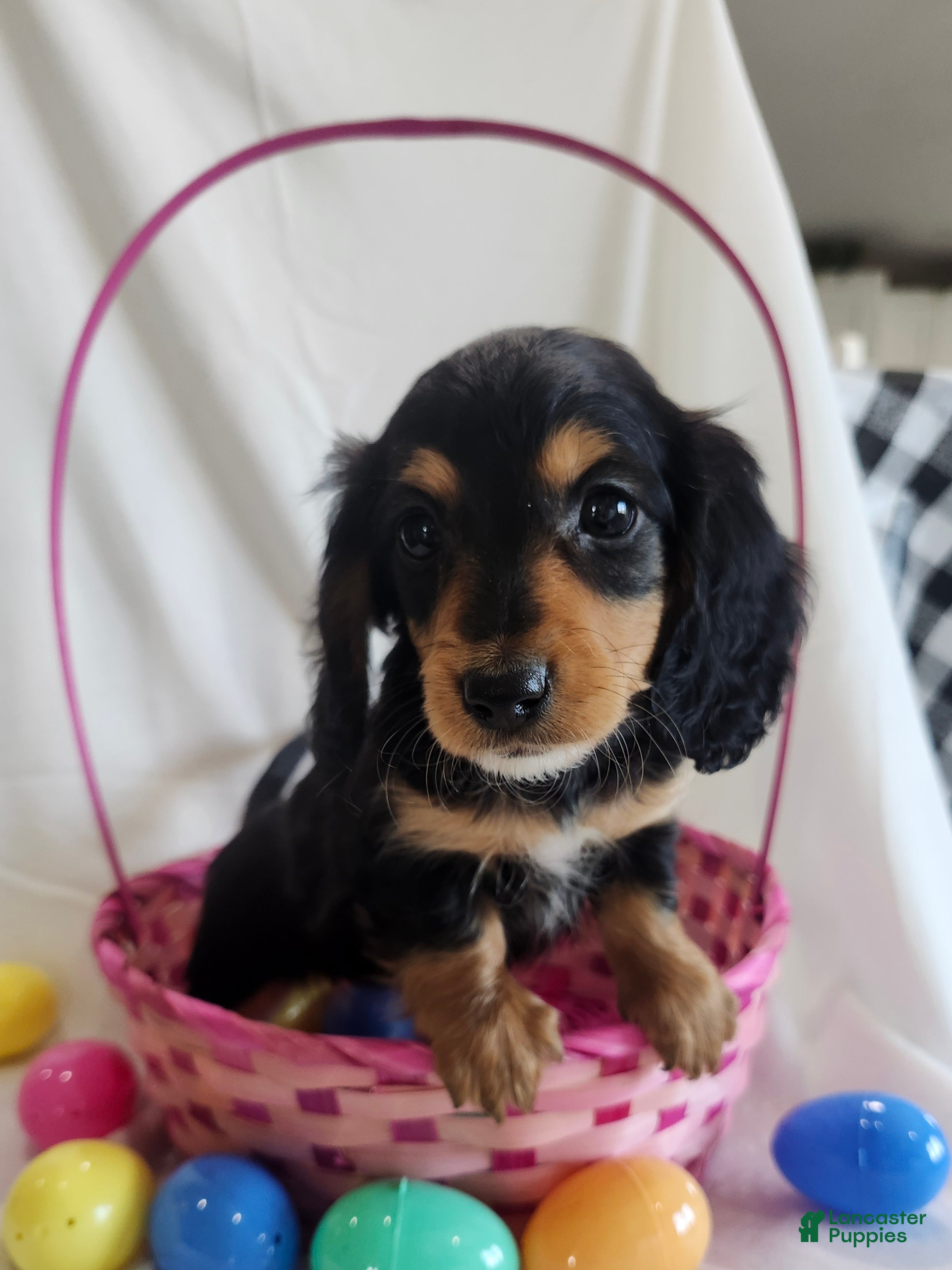 Miniature Dachshund dogs for sale: Lola  - Ad 1