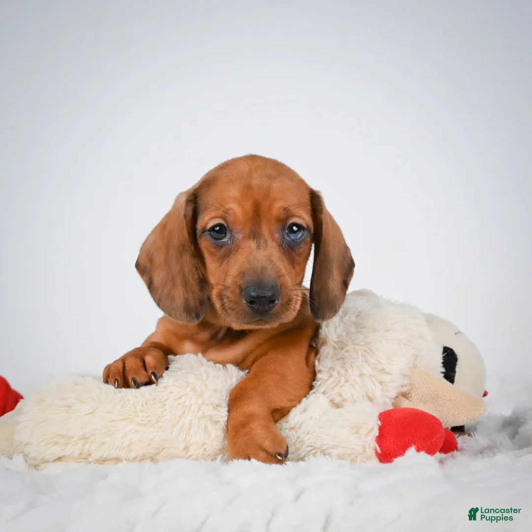 Miniature Dachshund dogs for sale: Nutmeg  - Ad 2