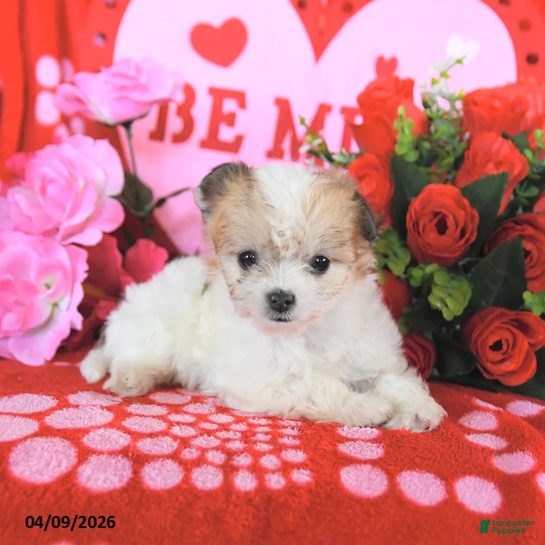 Mixed Breed dogs for sale: Barbie - Ad 5