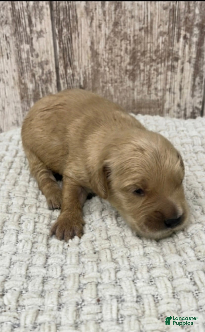 Golden Retriever dogs Golden Retriever Puppy 3 - Ad 38