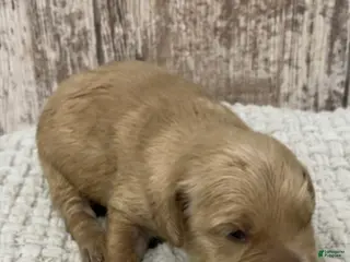 Golden Retriever dogs Golden Retriever Puppy 3 - Ad 38