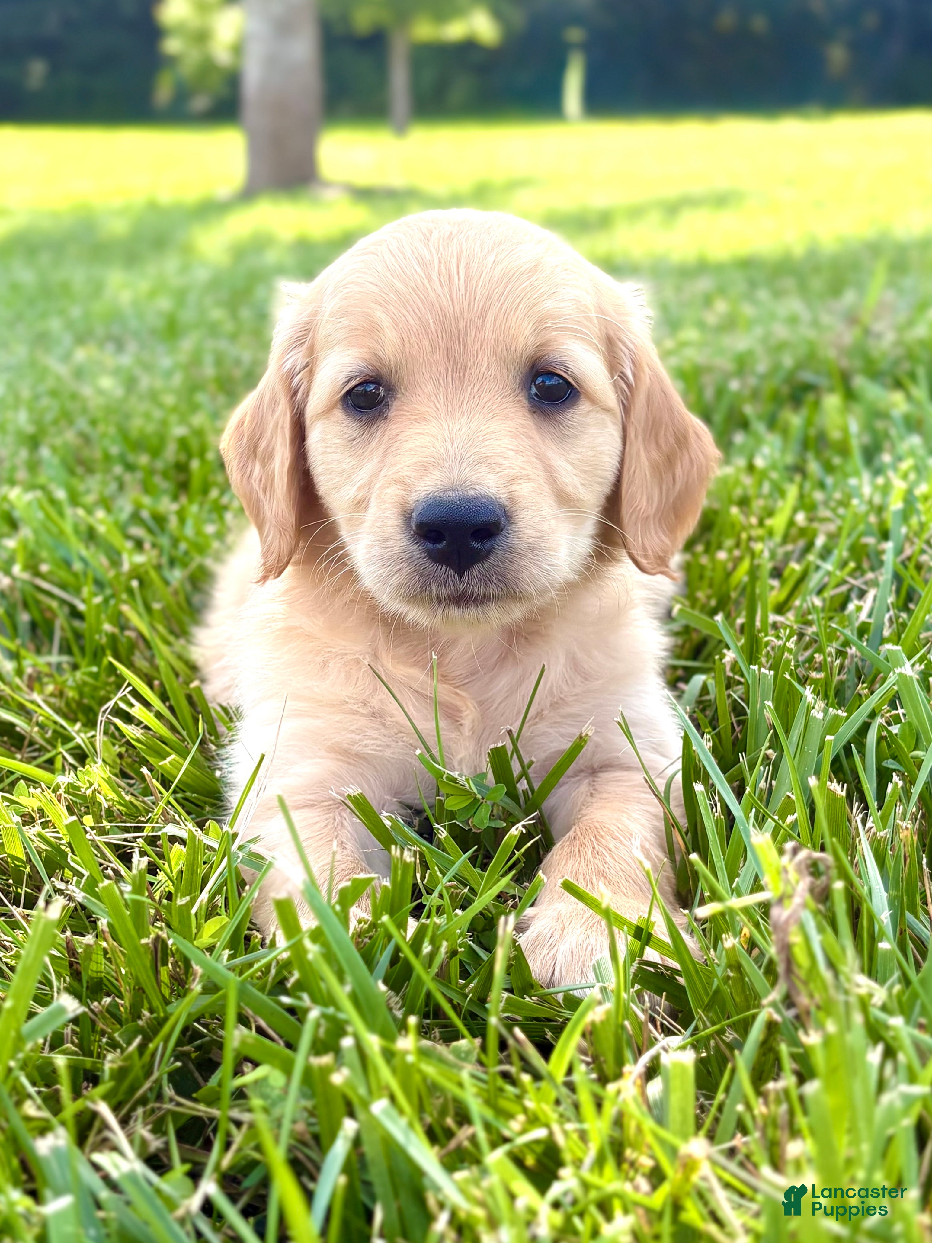 Golden Retriever dogs Bell - Ad 16