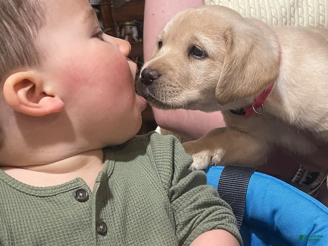 Labrador Retriever dogs for sale: Labrador Retriever 4 - Ad 1
