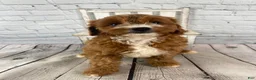 Cavapoo dogs for sale: Chloe - Ad 8