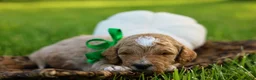 Mini Goldendoodle dogs for sale: Barnaby - Ad 6