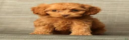 Cockapoo dogs for sale: Macy - Ad 1