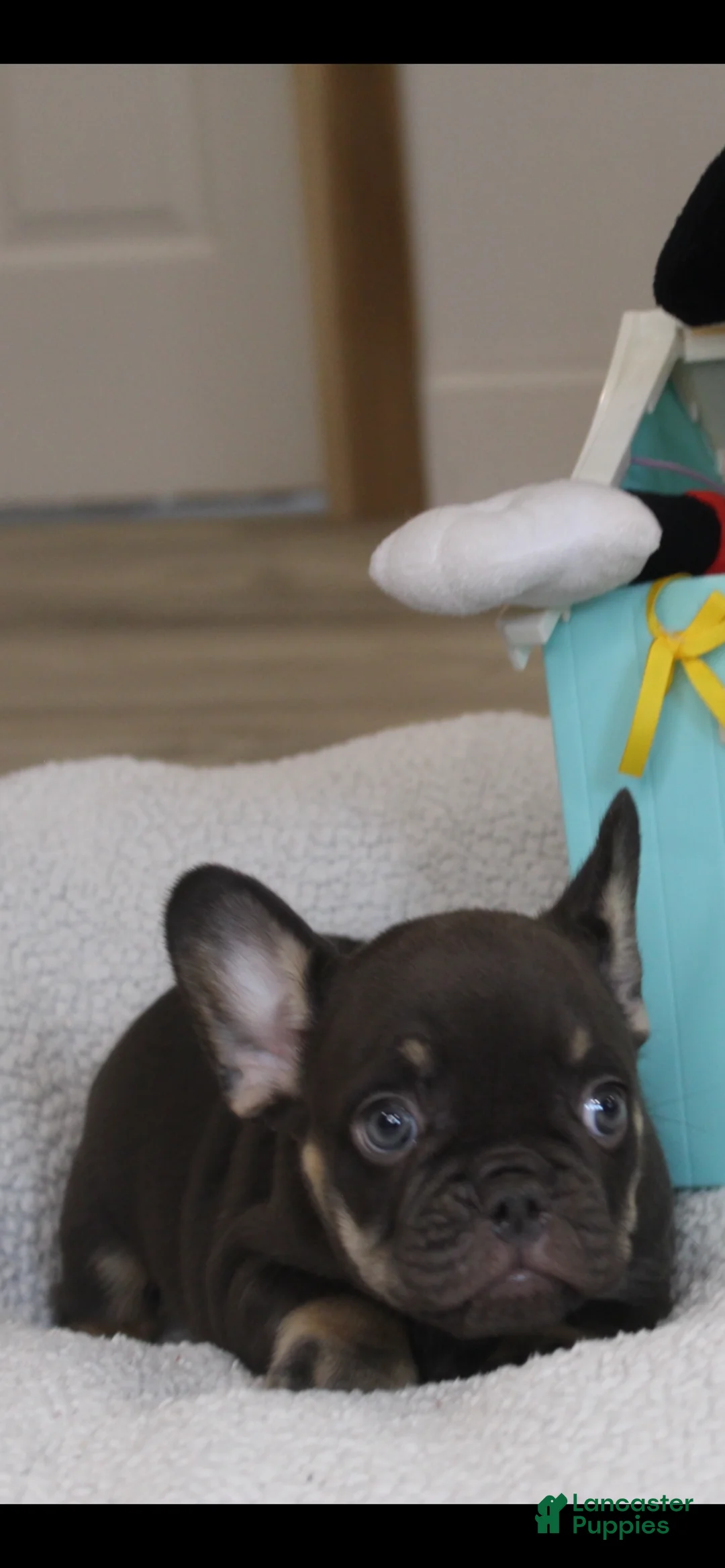 French Bulldog dogs for sale: French Bulldog Puppy 1 - Ad 2
