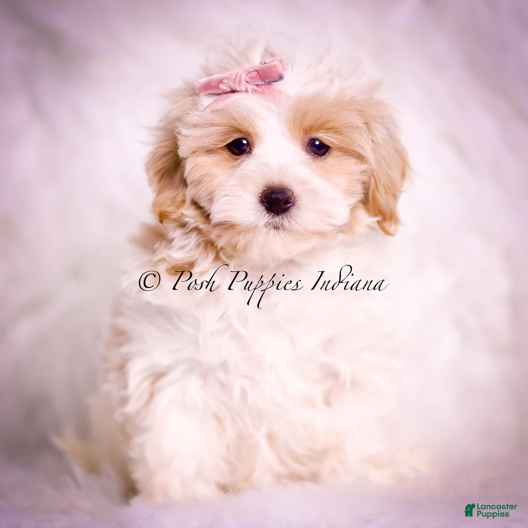 Maltipoo dogs for sale: Willow - Ad 2
