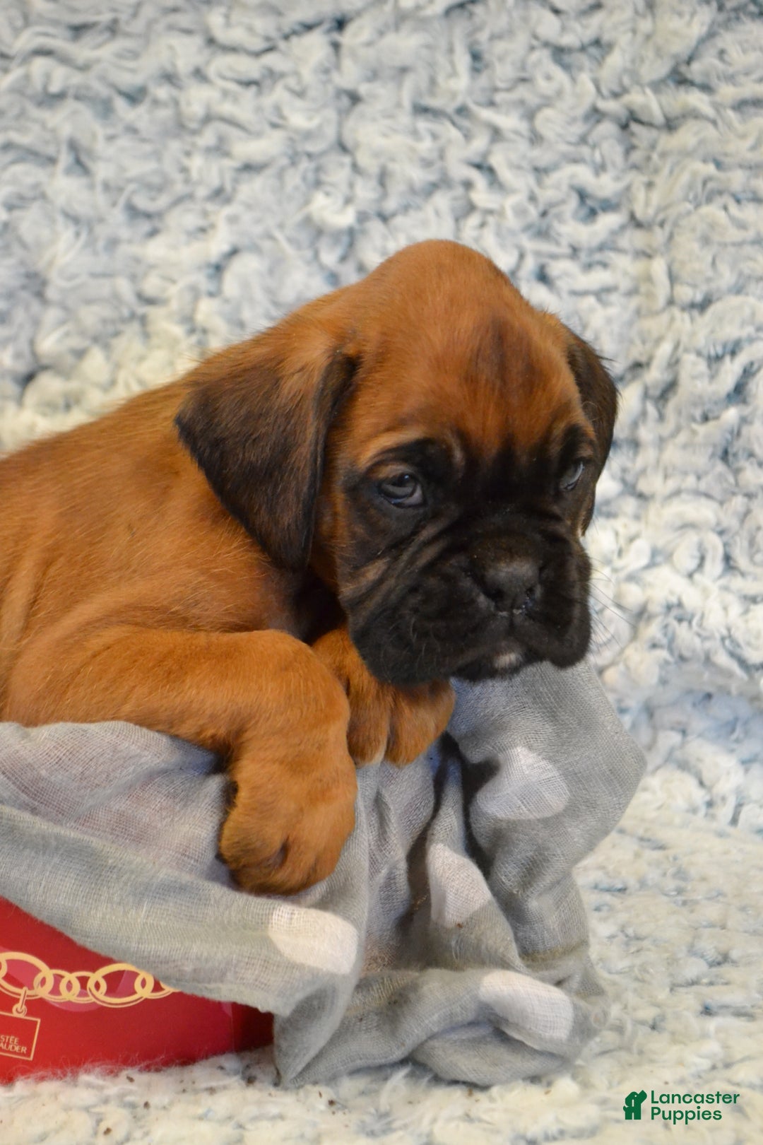 Boxer dogs for sale: Rambo - Ad 5
