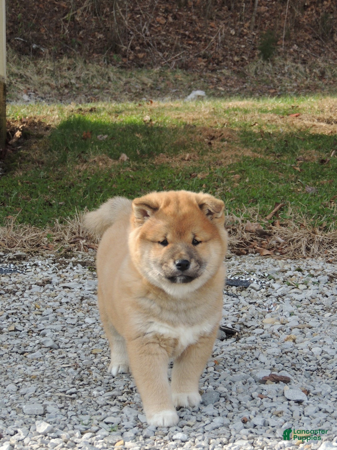 Shiba Inu dogs for sale: DAKOTA - Ad 11