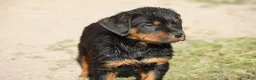 Rottweiler dogs for sale: Rottweiler litter of 5 puppies - Ad 38
