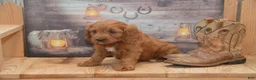 Cavapoo dogs for sale: Lakoda - Ad 6