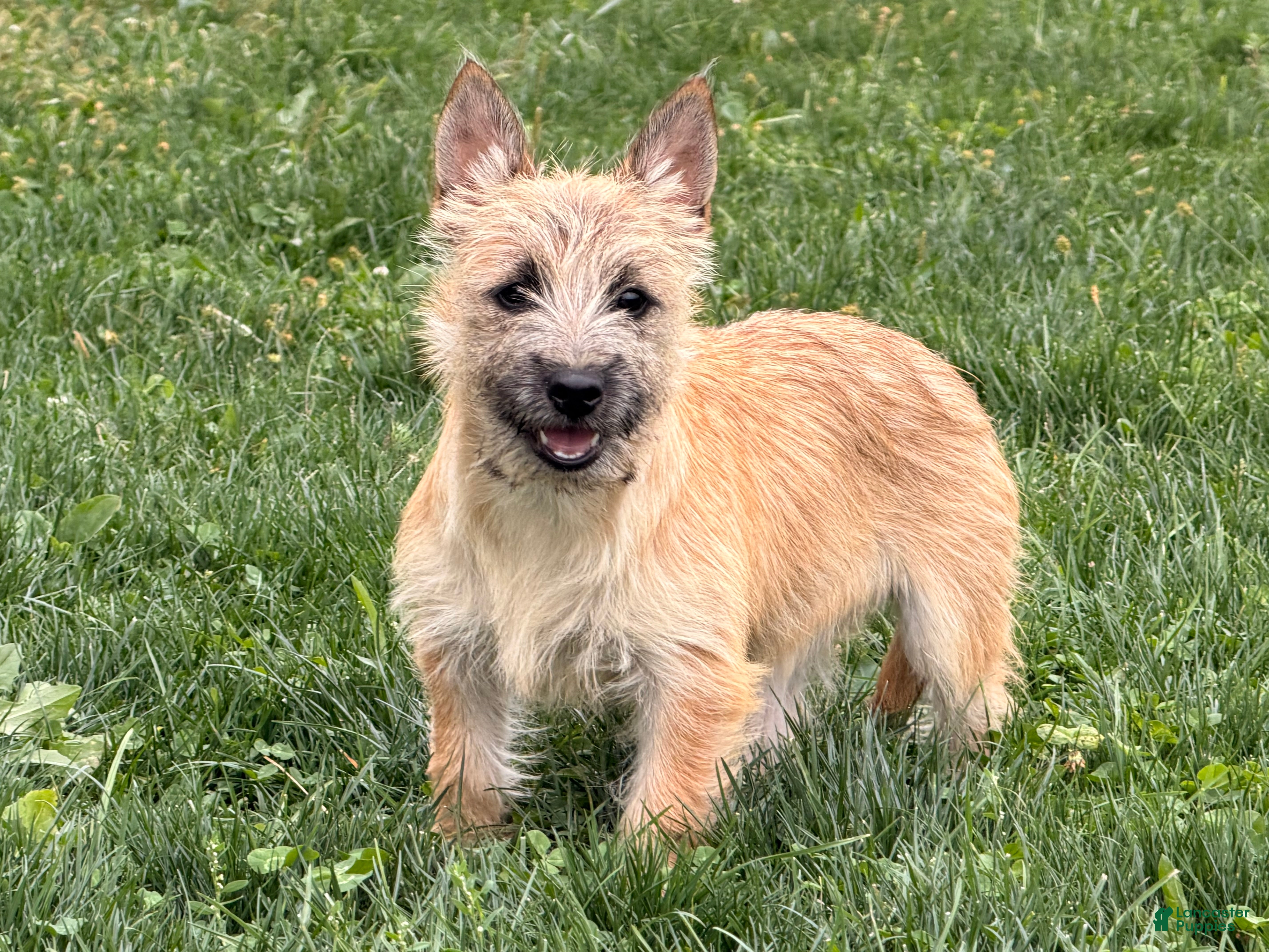 Cairn Terrier dogs for sale: Jessica  - Ad 1