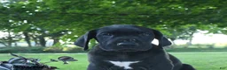 Great Dane dogs for sale: Lola - Ad 8