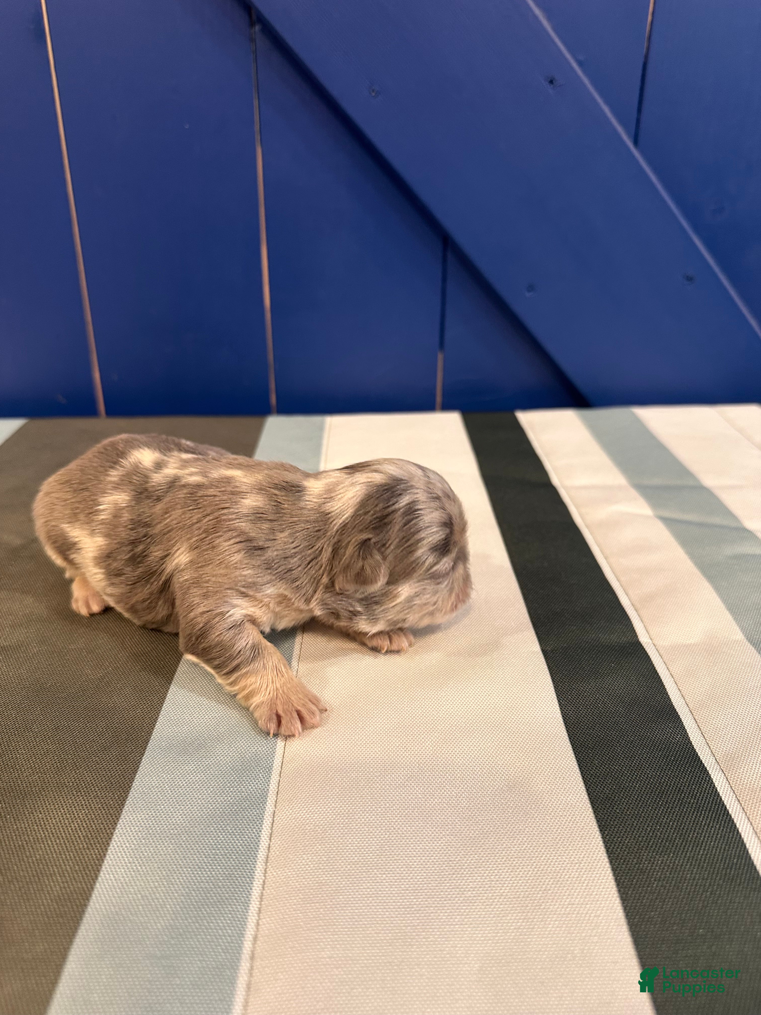 French Bulldog dogs for sale: French Bulldog Puppy 2 - Ad 3
