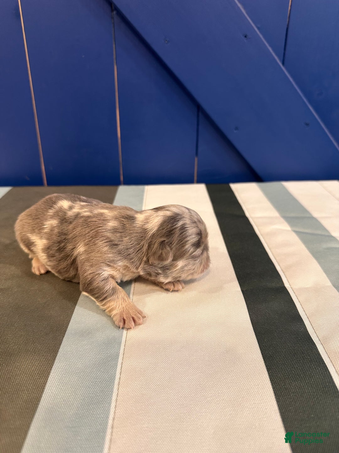French Bulldog dogs for sale: French Bulldog Puppy 2 - Ad 1