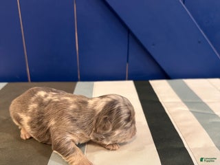 French Bulldog dogs French Bulldog Puppy 2 - Ad 31