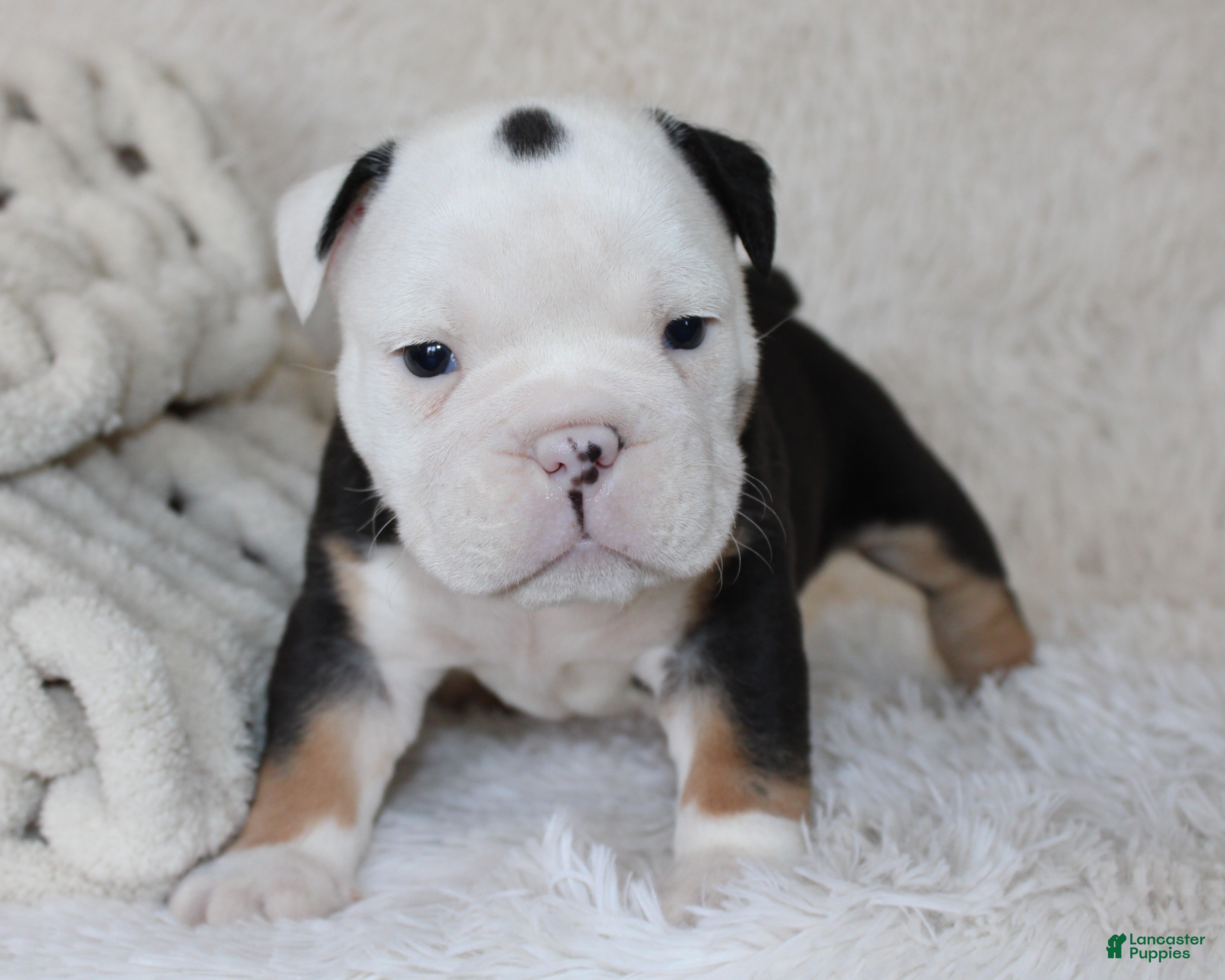 English Bulldog dogs Niles - Ad 1