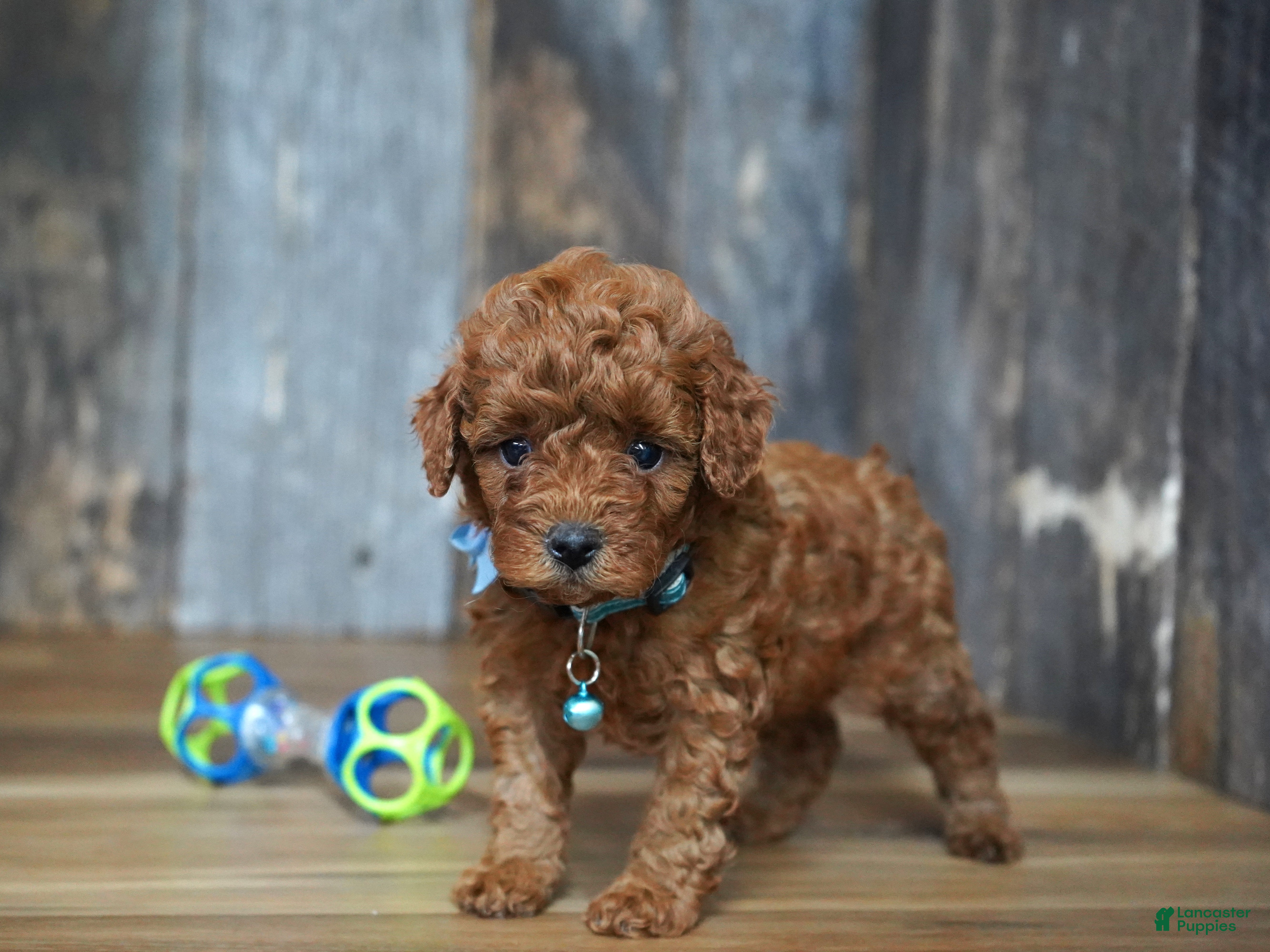 Cavapoo dogs Jaxon - Ad 14