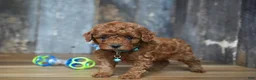 Cavapoo dogs for sale: Jaxon - Ad 1