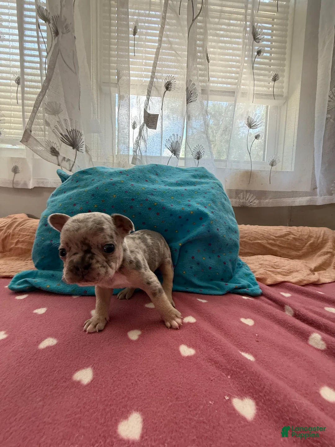 French Bulldog dogs for sale: French Bulldog 6 - Ad 1