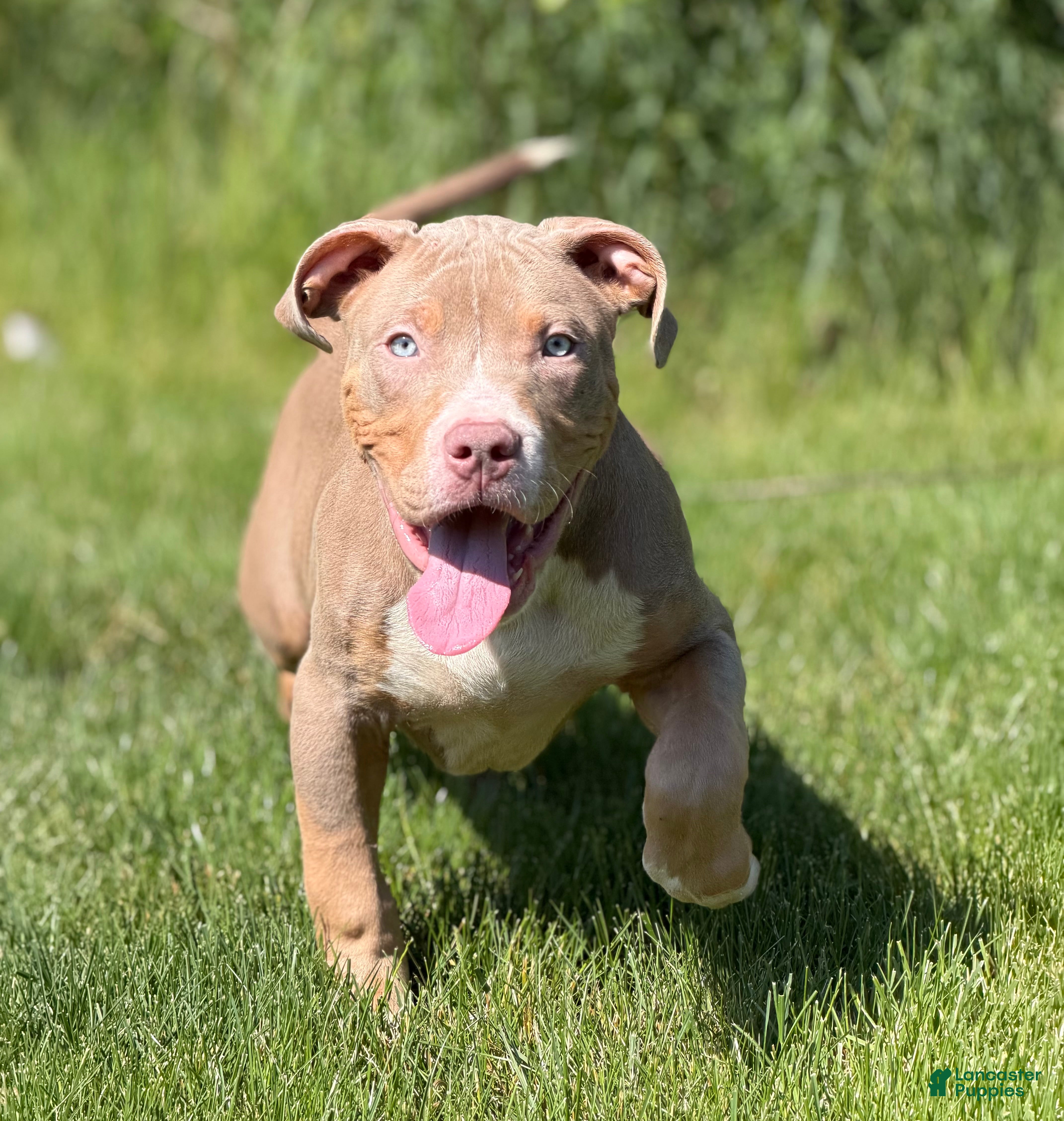 American Bully dogs American Bully Puppy 6 - Ad 26