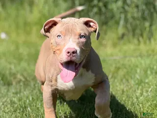 American Bully dogs American Bully Puppy 6 - Ad 26