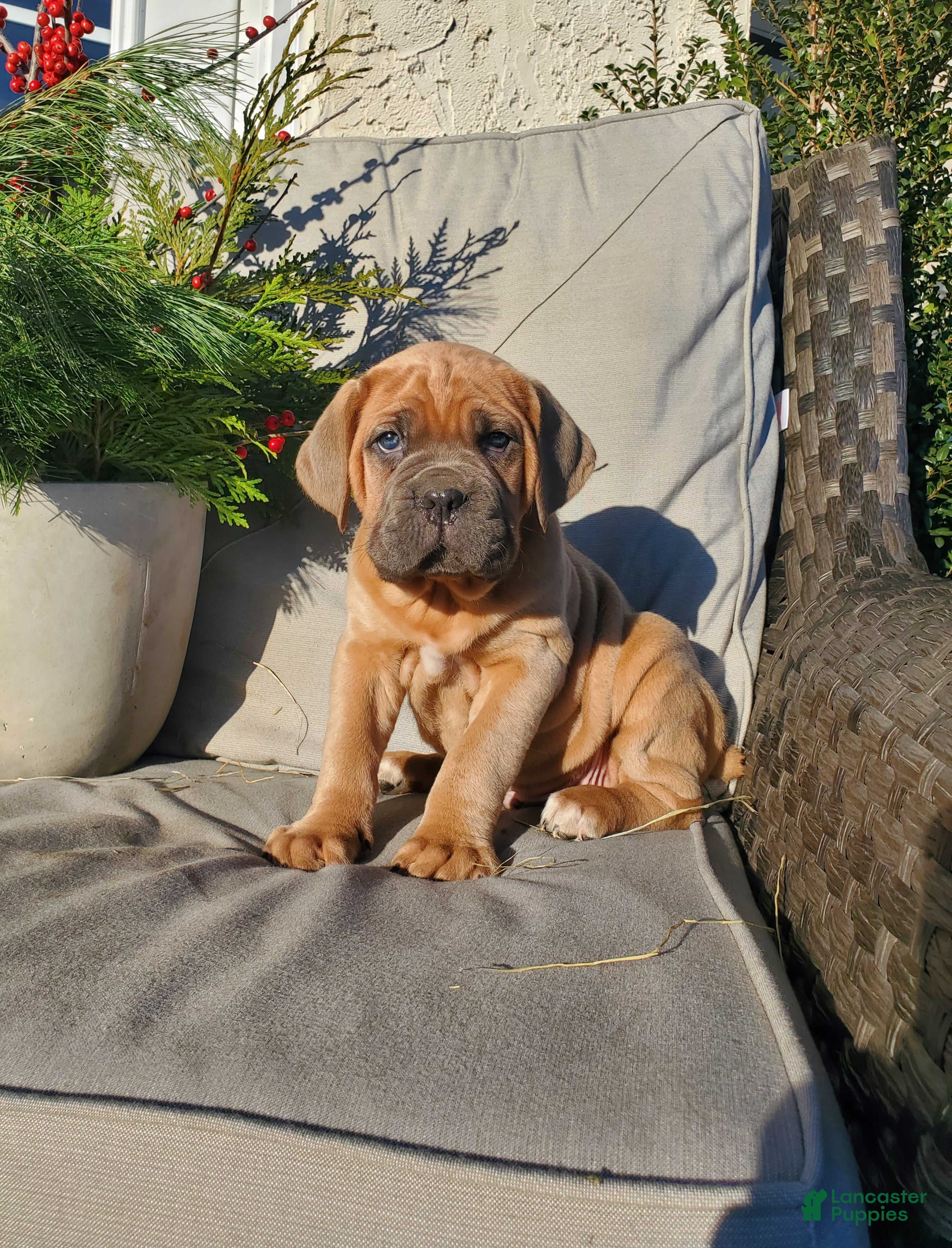 Cane Corso dogs Hank - Ad 19