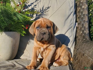 Cane Corso dogs Hank - Ad 19