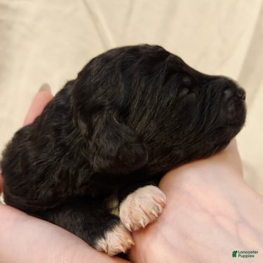 Mini Aussiedoodle dogs for sale: Lottie_Female Tri-Color - Ad 4