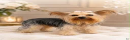 Yorkshire Terrier dogs for sale: Cricket 1lb on 8/28 - Ad 4