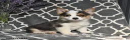Welsh Corgi Pembroke dogs for sale: Cheif - Ad 3
